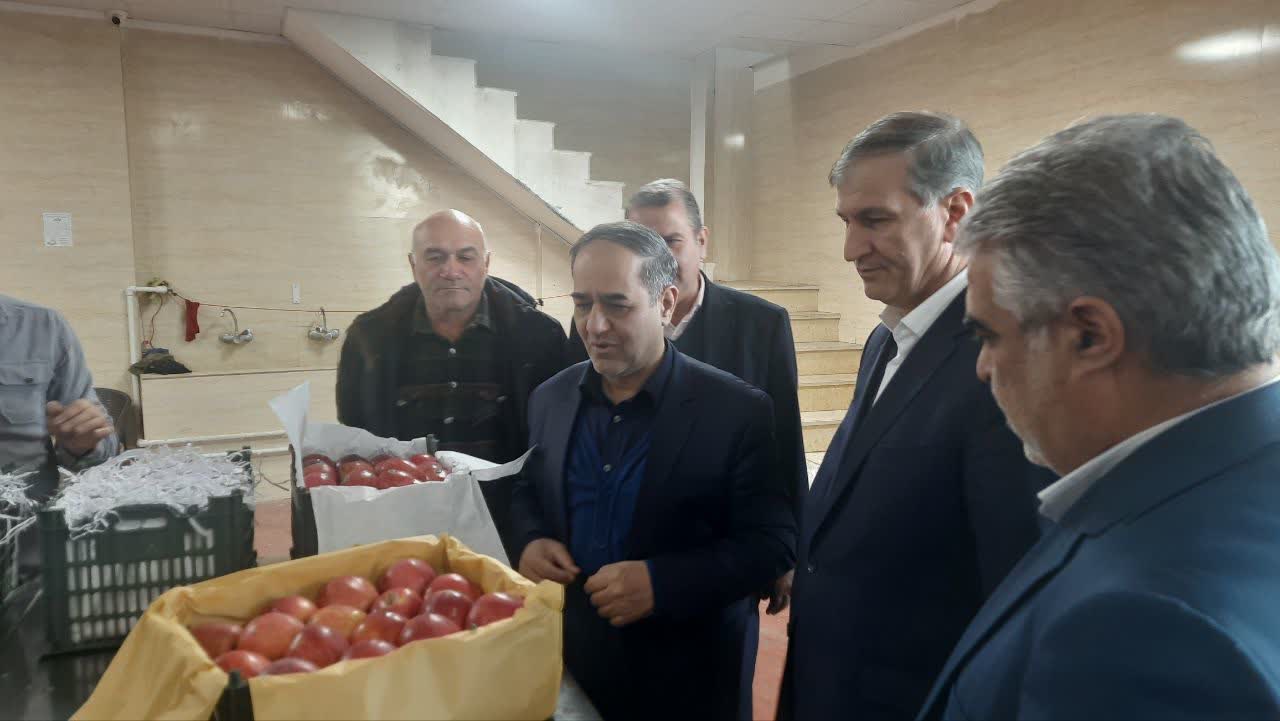 تمام سیب های درختی موجود در سردخانه ها باید شناسه دار باشند_0