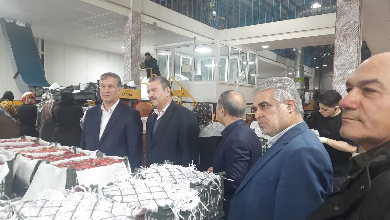 تمام سیب های درختی موجود در سردخانه ها باید شناسه دار باشند_1